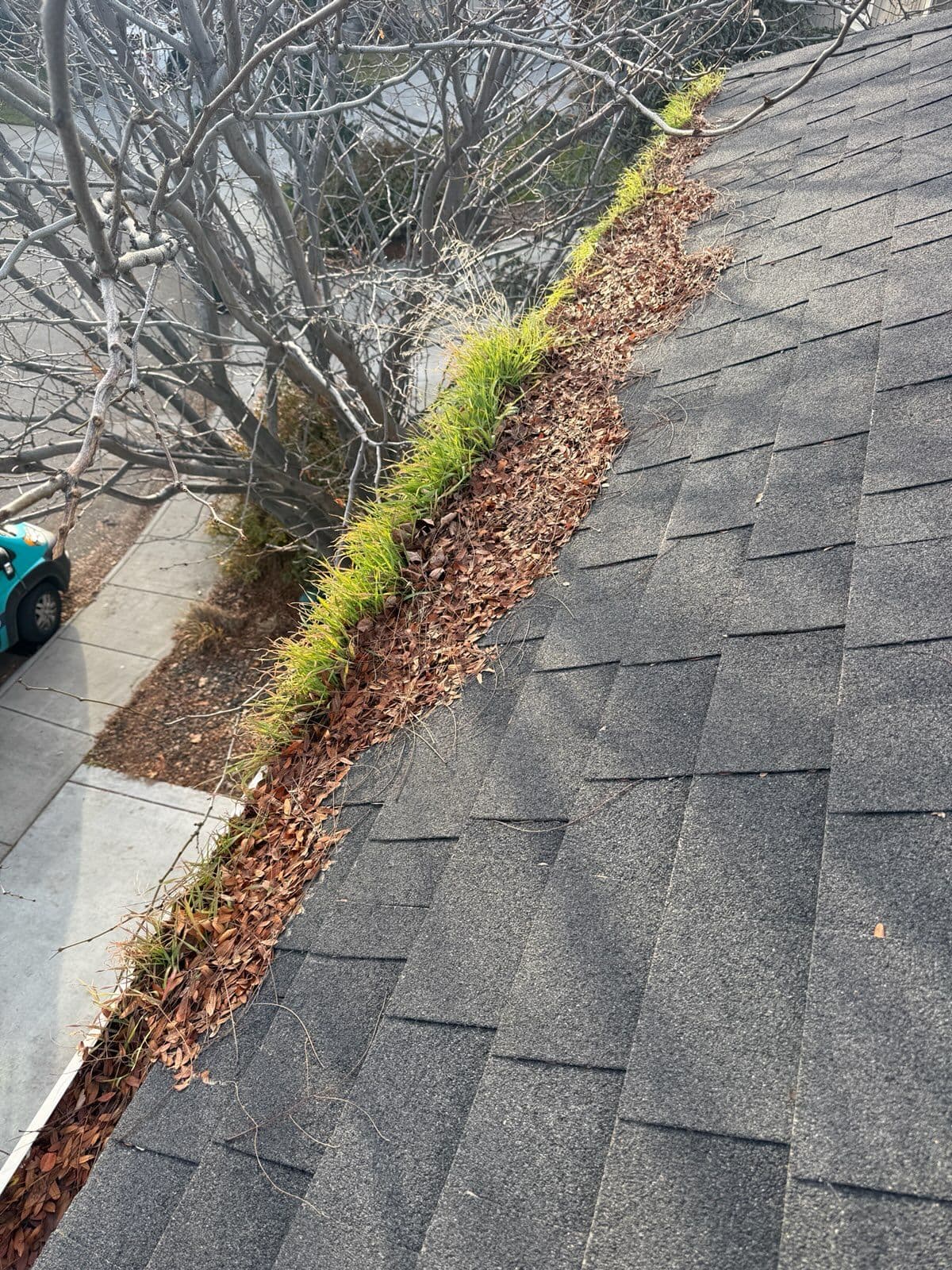 Project Say Goodbye to Unwanted Gutter Gardens image